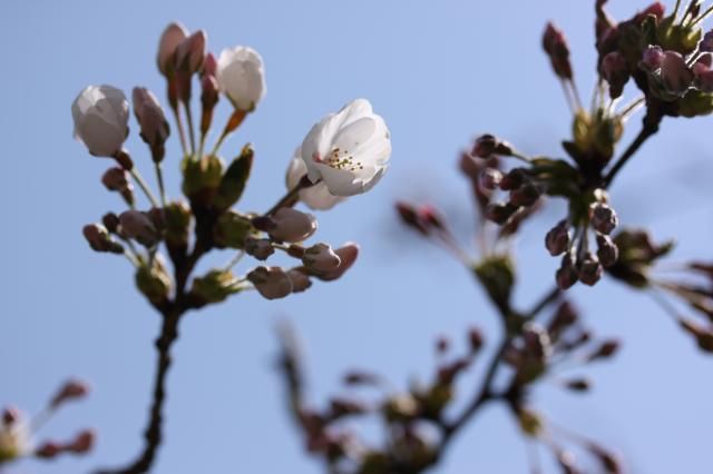 開花宣言…ようやく咲いたソメイヨシノ！