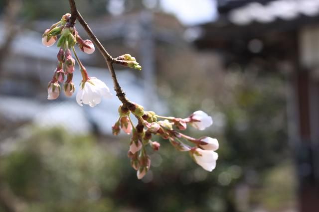 開花宣言…ようやく咲いたソメイヨシノ！