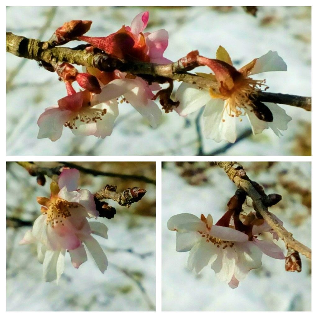 大雪の後の地元の公園の『十月桜（紅）』🌸