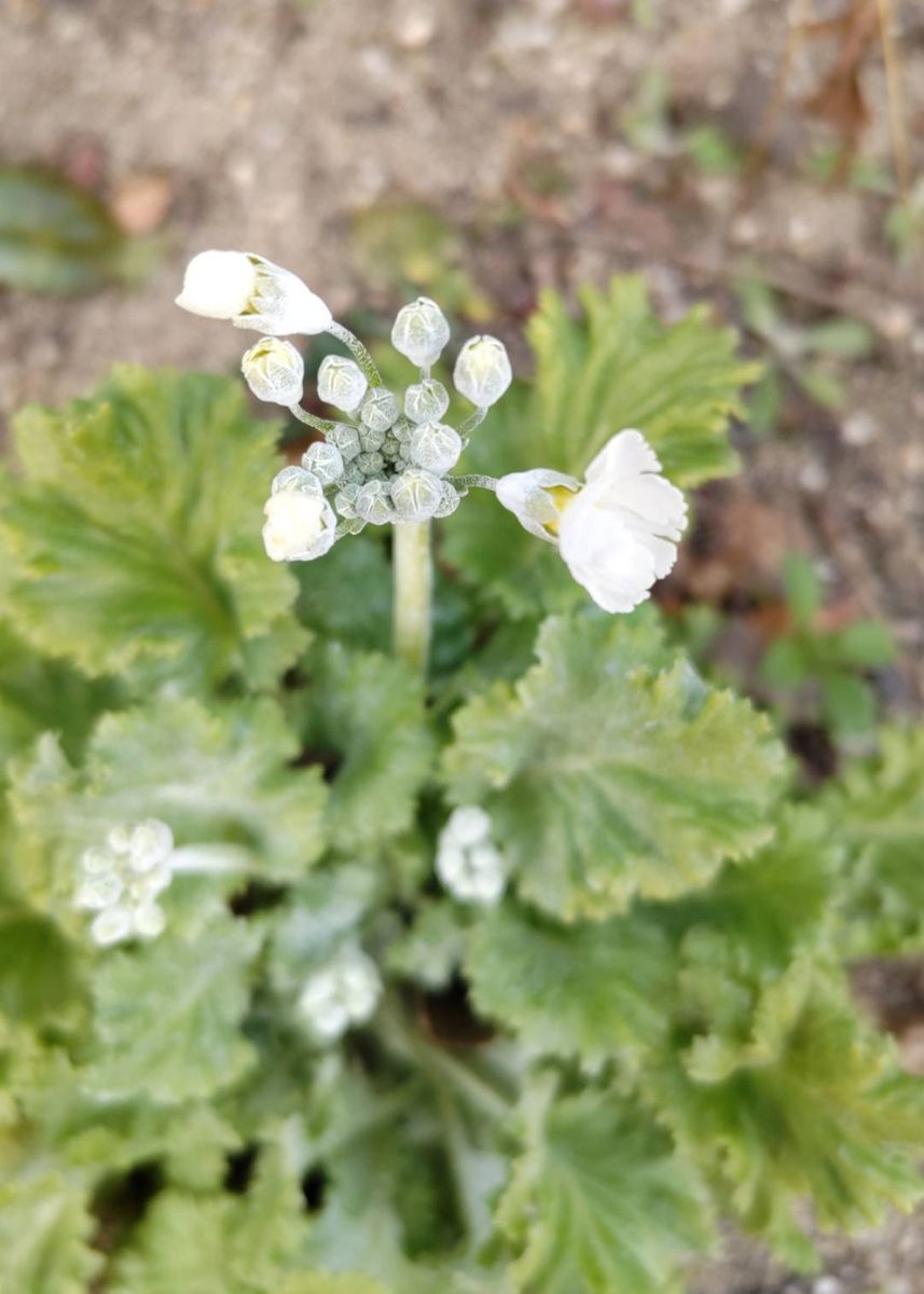 🌷チューリップの芽が出た🌱