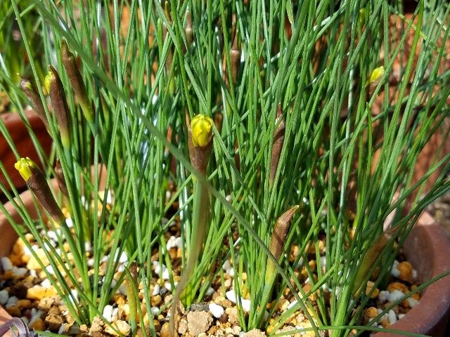 ペチコート水仙の花芽