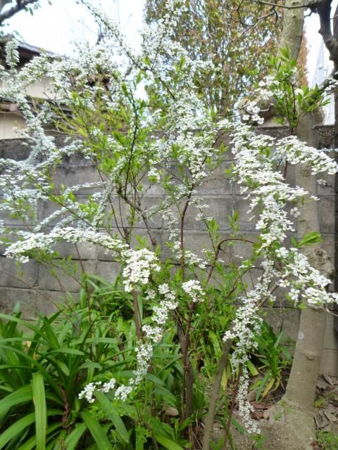 春の花たち