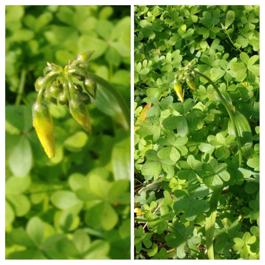 オキザリス・セルヌアもうすぐ開花！