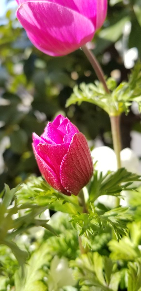 季節は確実に…🌸