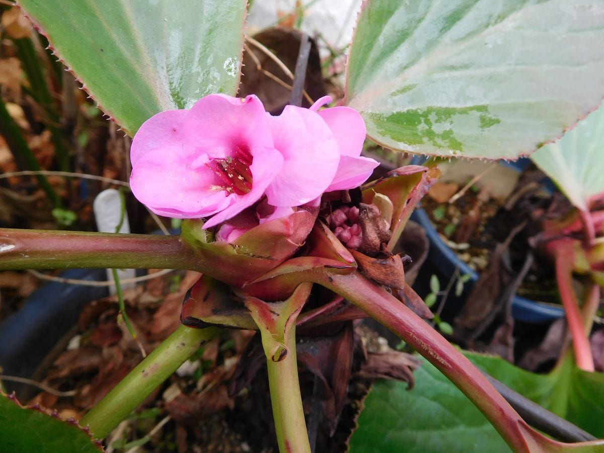 ピカピカの青い実・ピンクの花・枯れてしまうのを待つジャガイモ