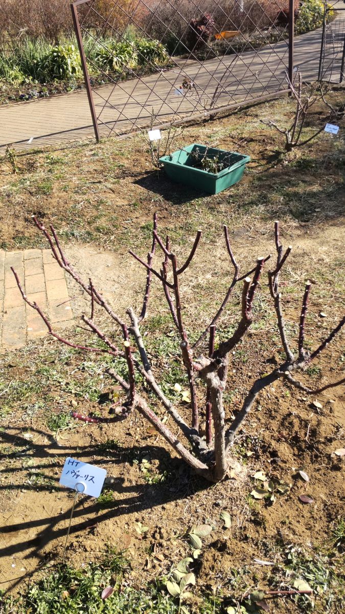 青葉の森公園でバラの剪定講習会