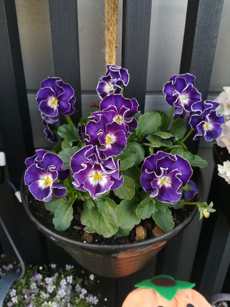 我が家の花🌼今日の様子🌼パンビオ編