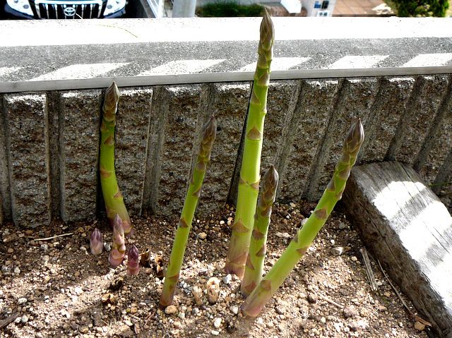 イチョウ芋、家庭菜園でできるでしょうか？