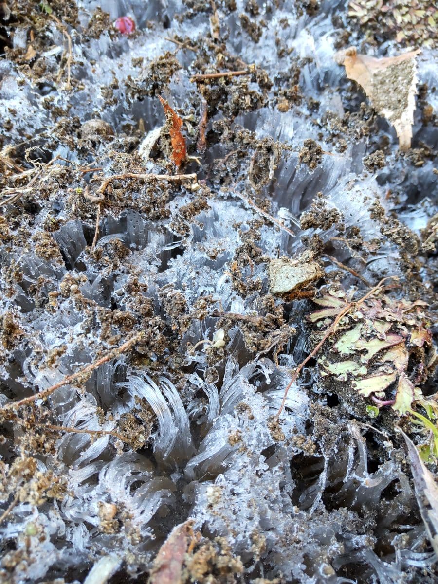 寒さ真っ盛り 〜 1月21日