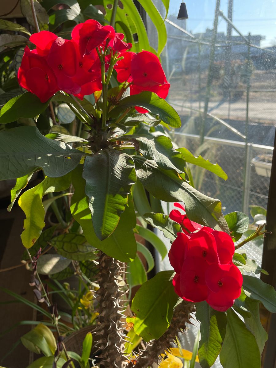 この時期部屋を賑わす花