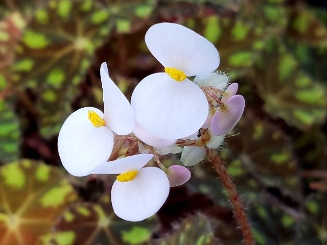 可愛い花です