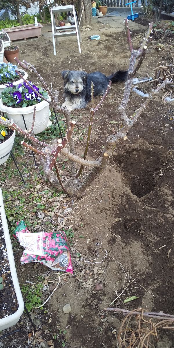 犬が掘った穴にバラの肥料