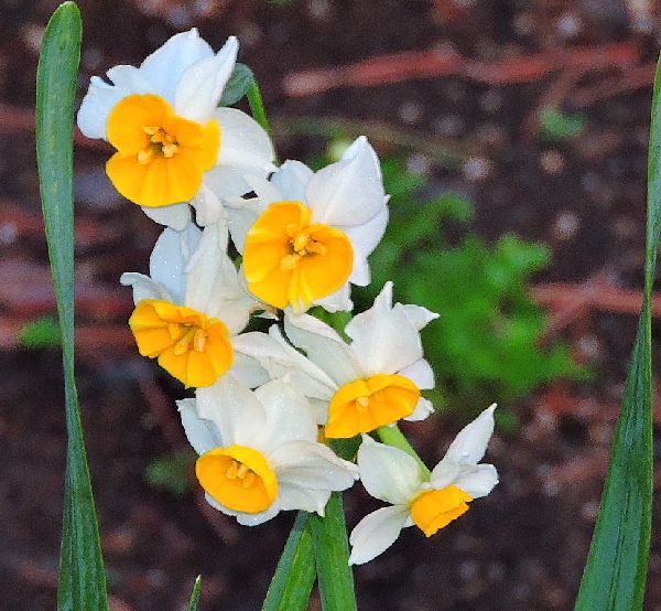 散歩道の花～スイセン、コスモス