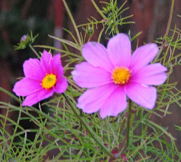 散歩道の花～スイセン、コスモス