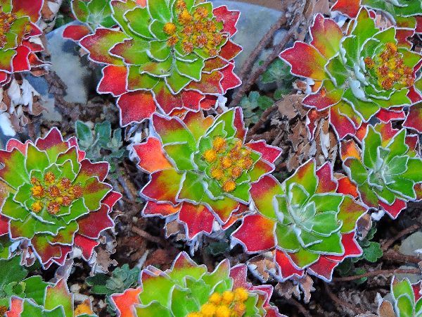 散歩道の花～スイセン、コスモス