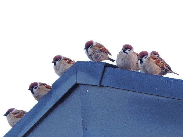 野鳥たち