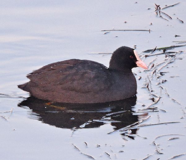 野鳥たち