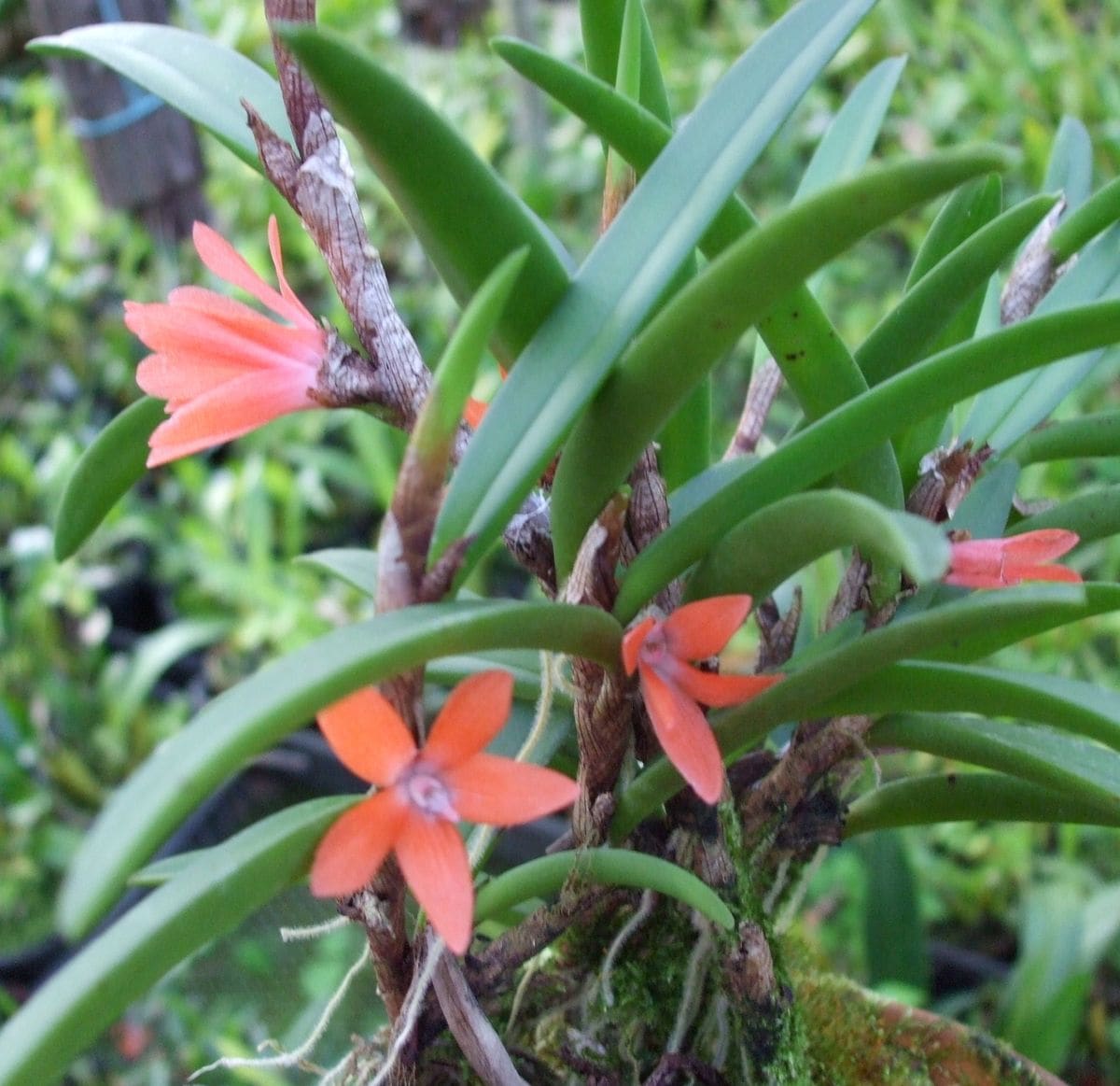 Ceratostylis  rubra