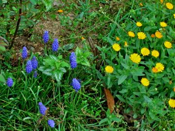 今日の庭から：春の草花