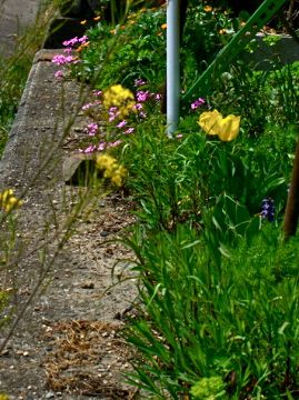 今日の庭から：春の草花