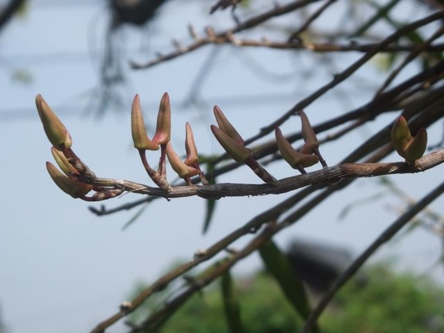 庭の花の移り変わり