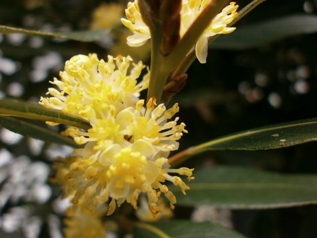 月桂樹の花