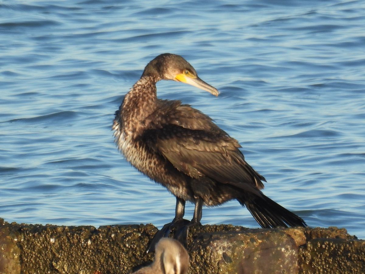 海鳥観察(ウミウ)