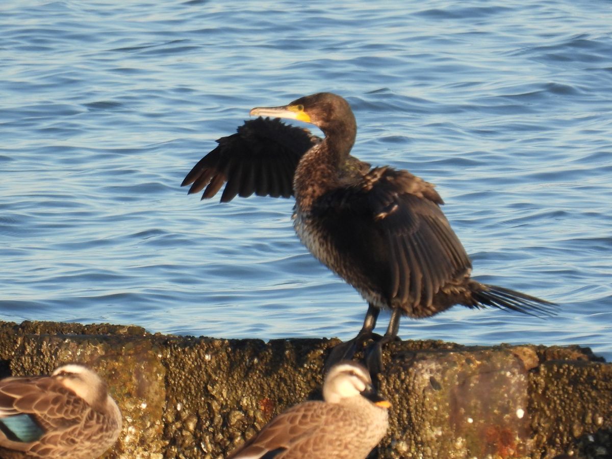 海鳥観察(ウミウ)