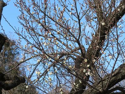 谷保天満宮の梅・・咲いていました（ 東京都国立市）