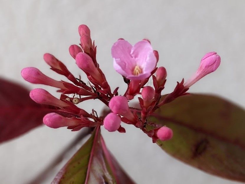 もう１月も終わりですね！２（匂い桜）