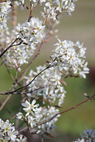 りんごの花咲きました