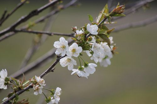 りんごの花咲きました