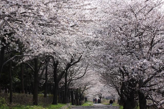 お花見の下見ドライブ～！