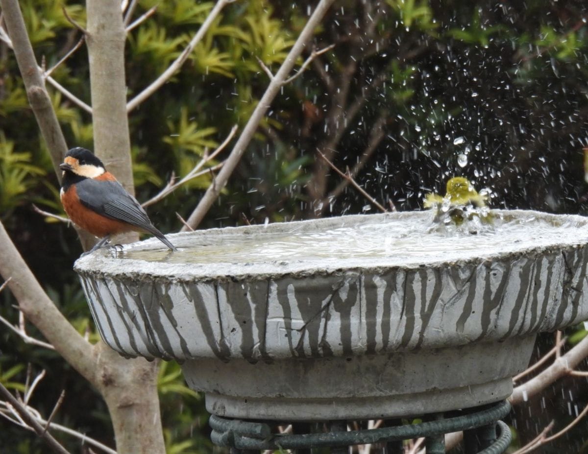 野鳥さん