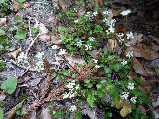 愛媛・山野草の宝庫①