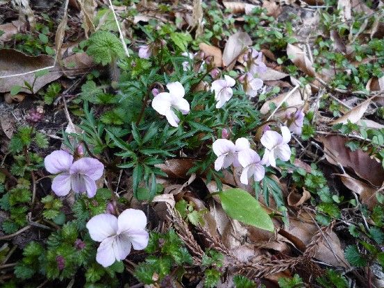 愛媛・山野草の宝庫①