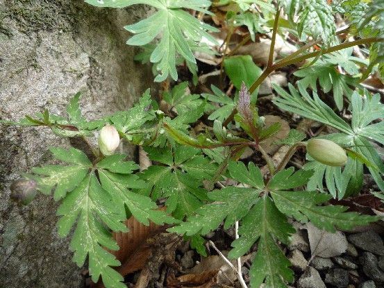 愛媛・山野草の宝庫②