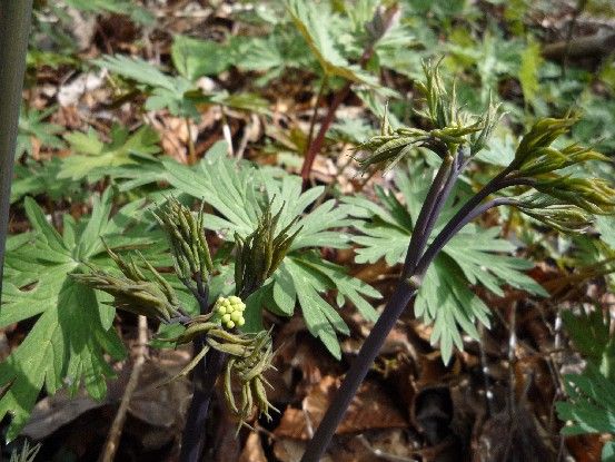 愛媛・山野草の宝庫③