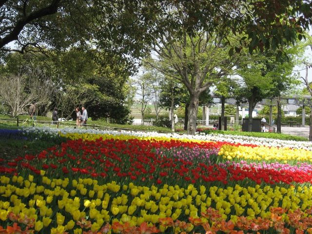 木曽三川公園のチューリップ祭り２０１３