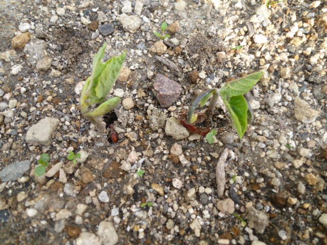 野菜の発芽