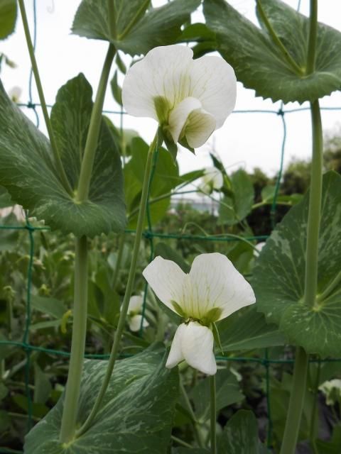 豆のお花