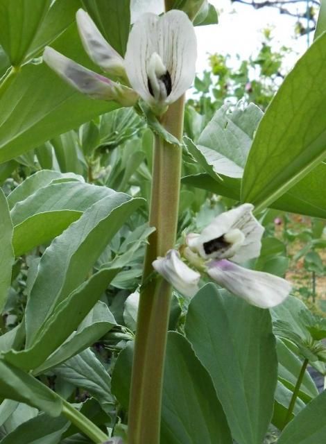 豆のお花