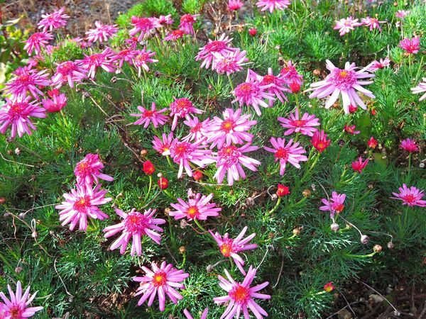 散歩道の花