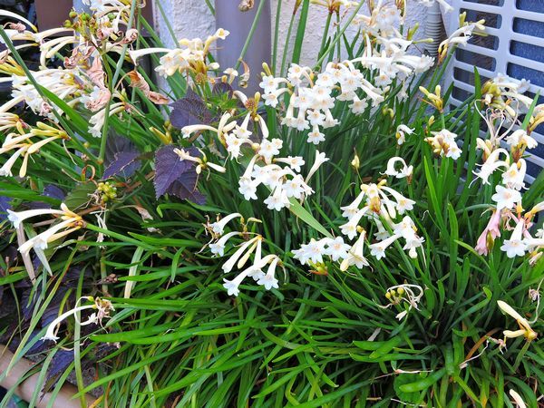 散歩道の花