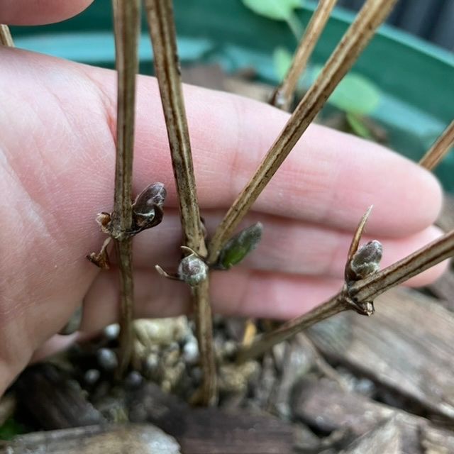 クレマチスベルオブウォーキングの芽