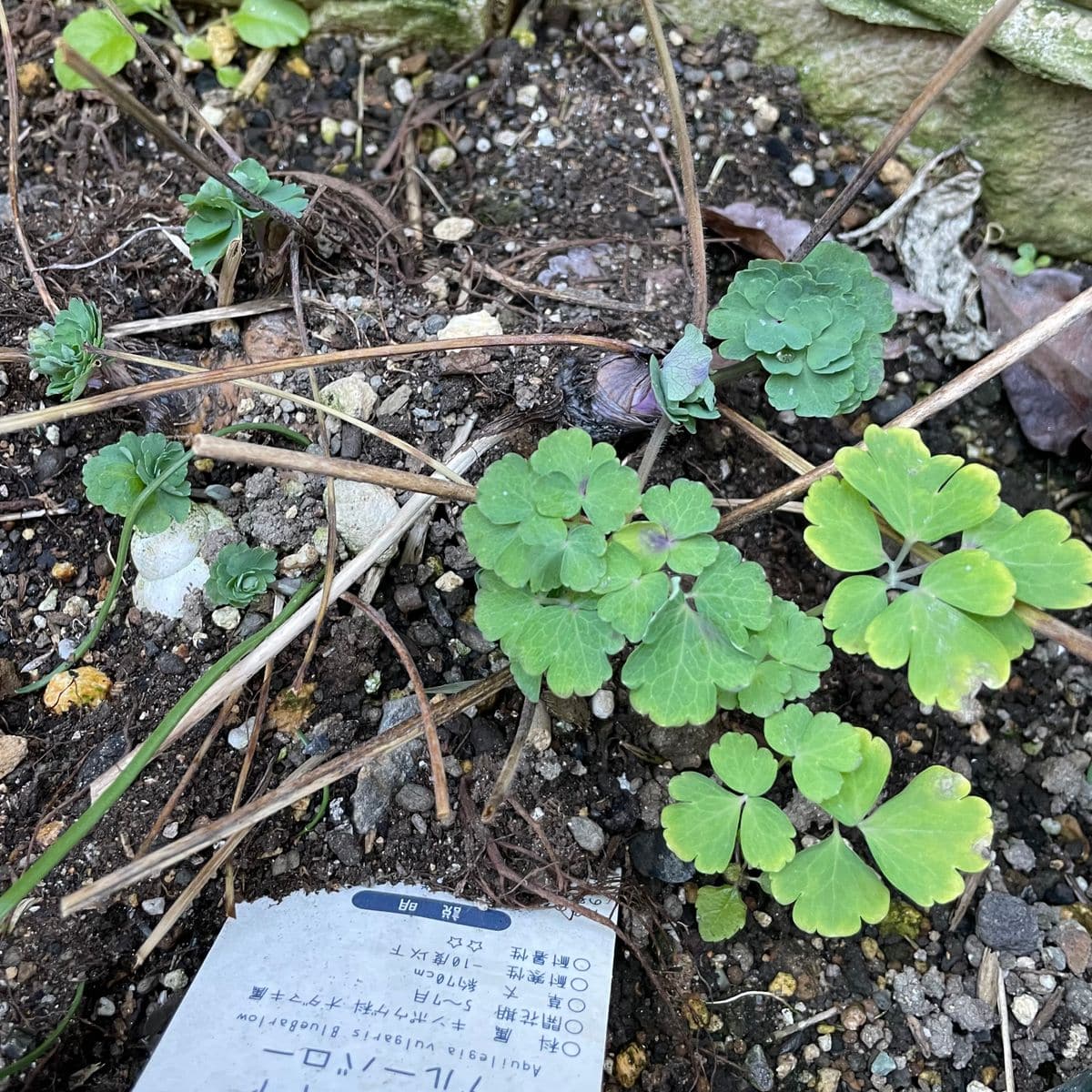 クレマチスベルオブウォーキングの芽