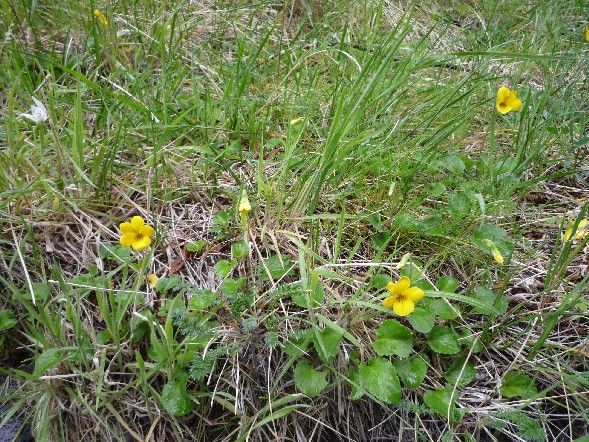 極寒の地に咲く③