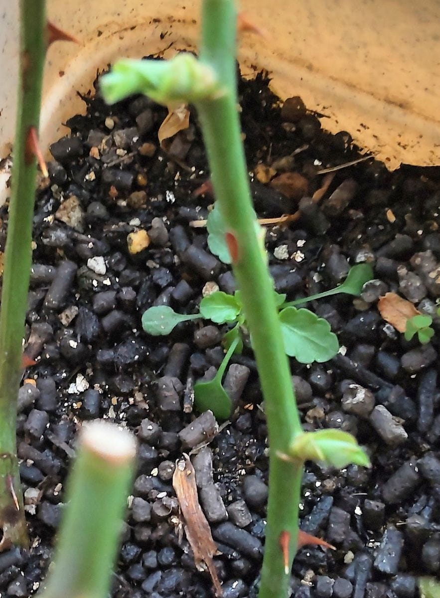 挿し木の薔薇の新芽