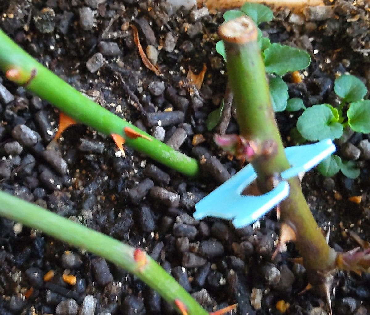 挿し木の薔薇の新芽