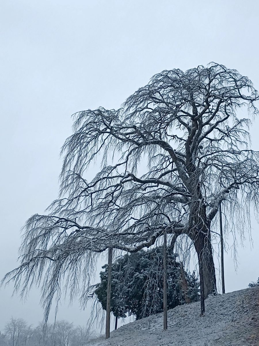 今日は雪降り❄️❄️❄️